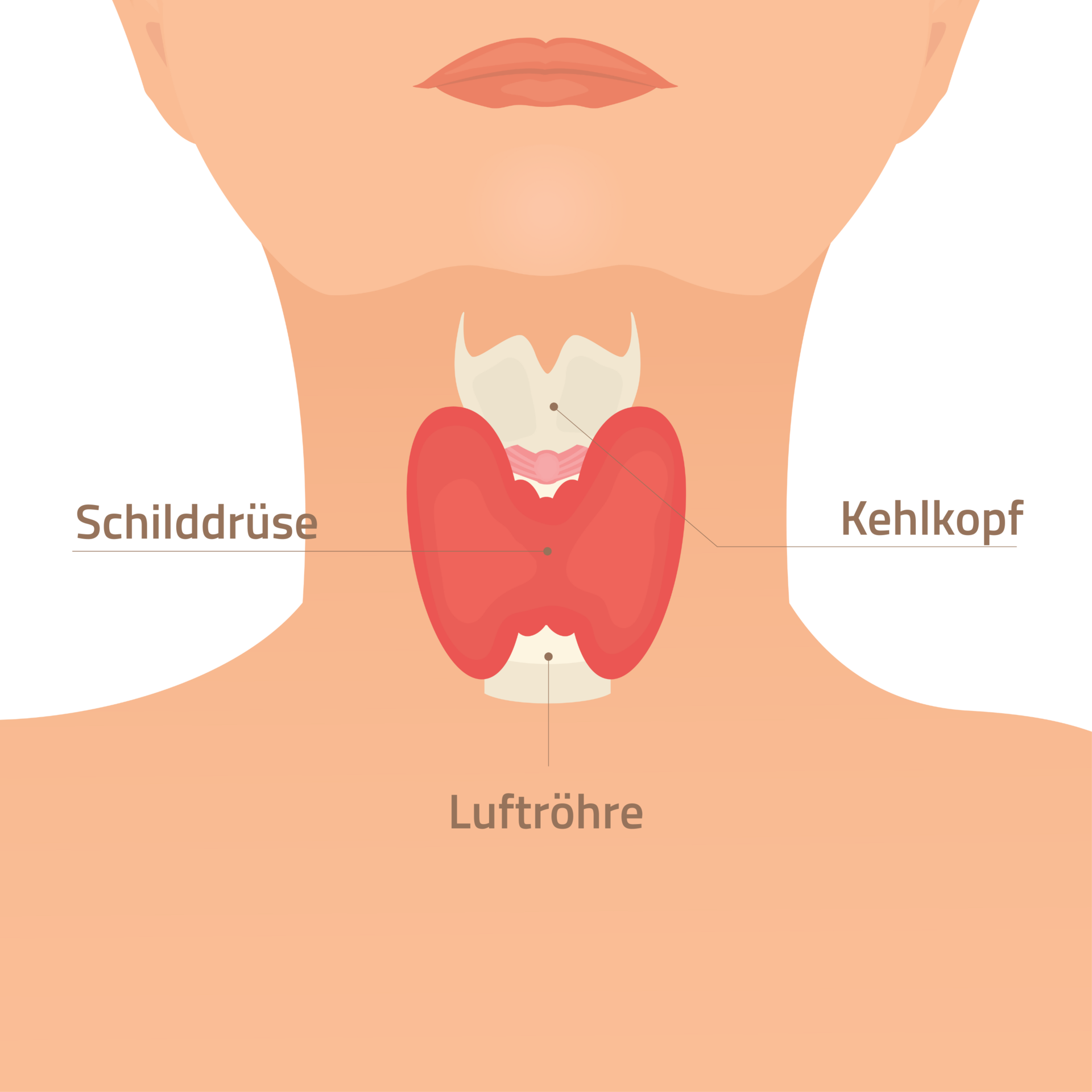 Die Schilddrüse – eine schmetterlingsförmige Drüse unterhalb des Kehlkopfs – produziert lebenswichtige Hormone, die zahlreiche Stiffwechselprozessse im Körper steuern. Die Schilddrüse – eine schmetterlingsförmige Drüse unterhalb des Kehlkopfs – produziert lebenswichtige Hormone, die zahlreiche Stiffwechselprozessse im Körper steuern.