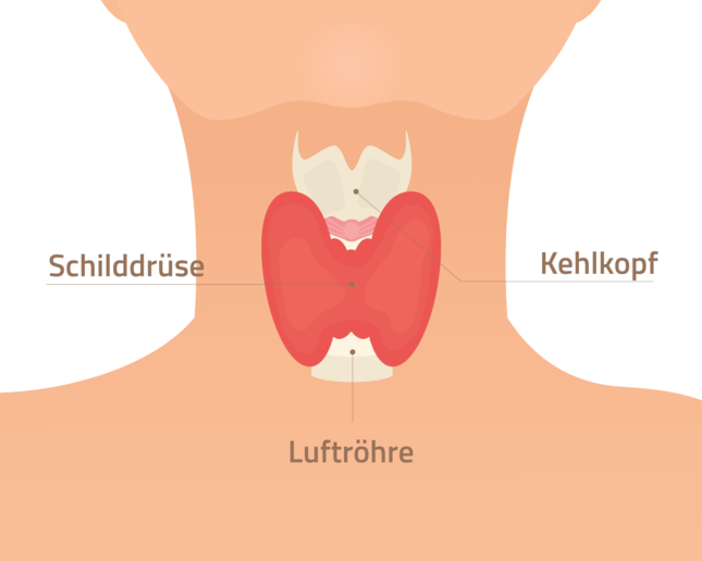 Die Schilddrüse – eine schmetterlingsförmige Drüse unterhalb des Kehlkopfs – produziert lebenswichtige Hormone, die zahlreiche Stiffwechselprozessse im Körper steuern.